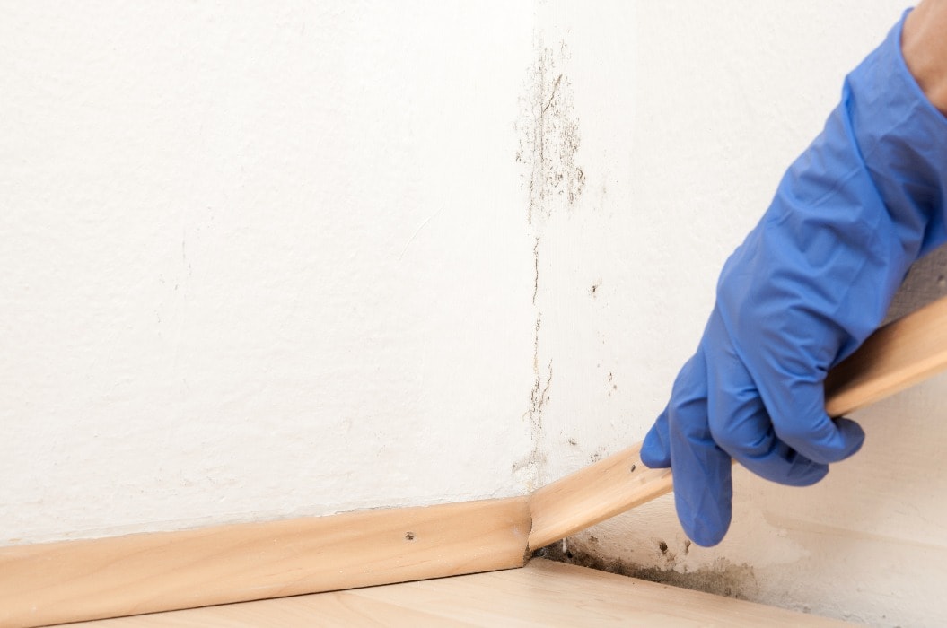 Schimmel in der Wohnung